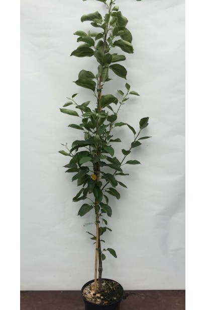 Яблуня Мельба в горщику